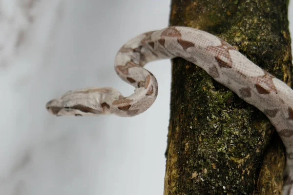 Serpente Imperatore Boa Ramo Albero Con Sfondo Parete Marmo Bianco — Foto Stock