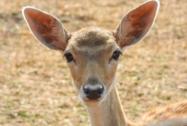 Tiro Perto Veado Campo Durante Dia — Fotografia de Stock