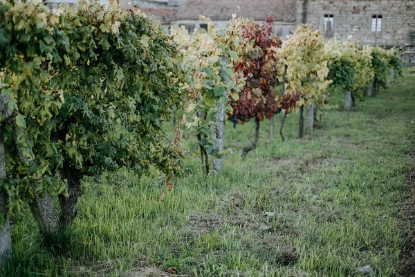 Scenic View Grape Trees Vineyard — Stock Photo, Image