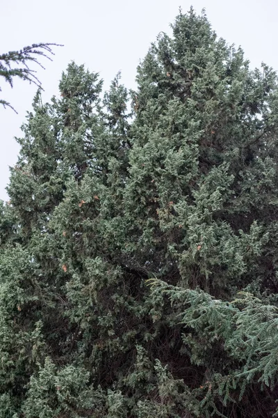 Juniperus Thurifera Spansk Enbär Chelia Nationalpark Aures Berg Algeriet — Stockfoto