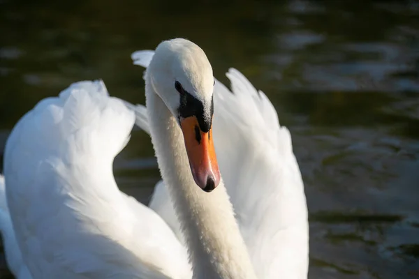 Una Hermosa Toma Cisne Nadando Estanque — Foto de Stock