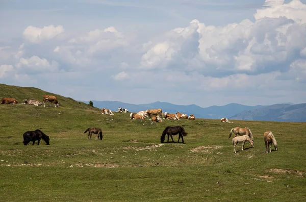 Uma Manada Vacas Pastando Nas Terras Altas — Fotografia de Stock