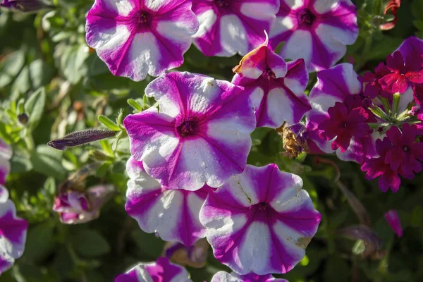 Een Close Van Mooie Petunia Groeien Een Tuin Onder Het — Stockfoto