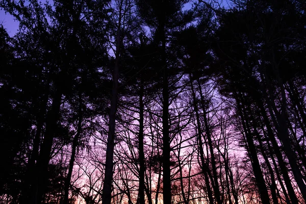Niski Kąt Ujęcia Drzew Pięknym Tle Zachody Słońca — Zdjęcie stockowe