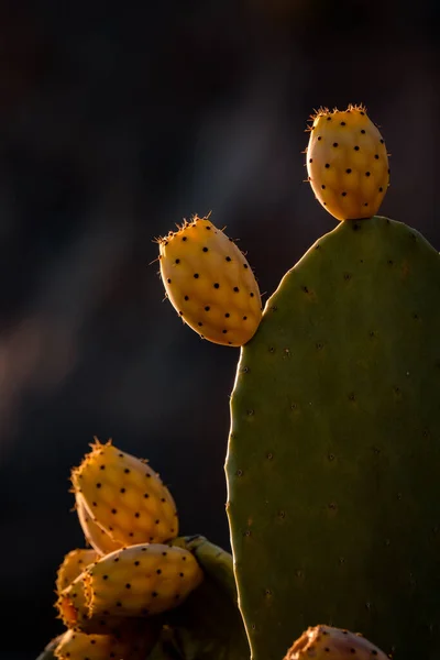 Close Cactos Verdes Com Flor — Fotografia de Stock