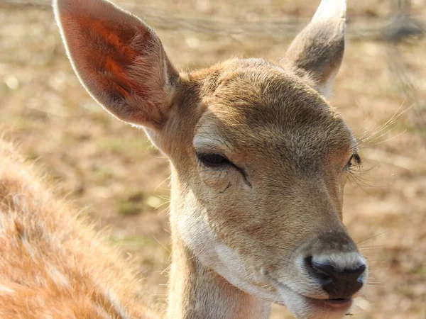 Tiro Perto Veado Campo Durante Dia — Fotografia de Stock