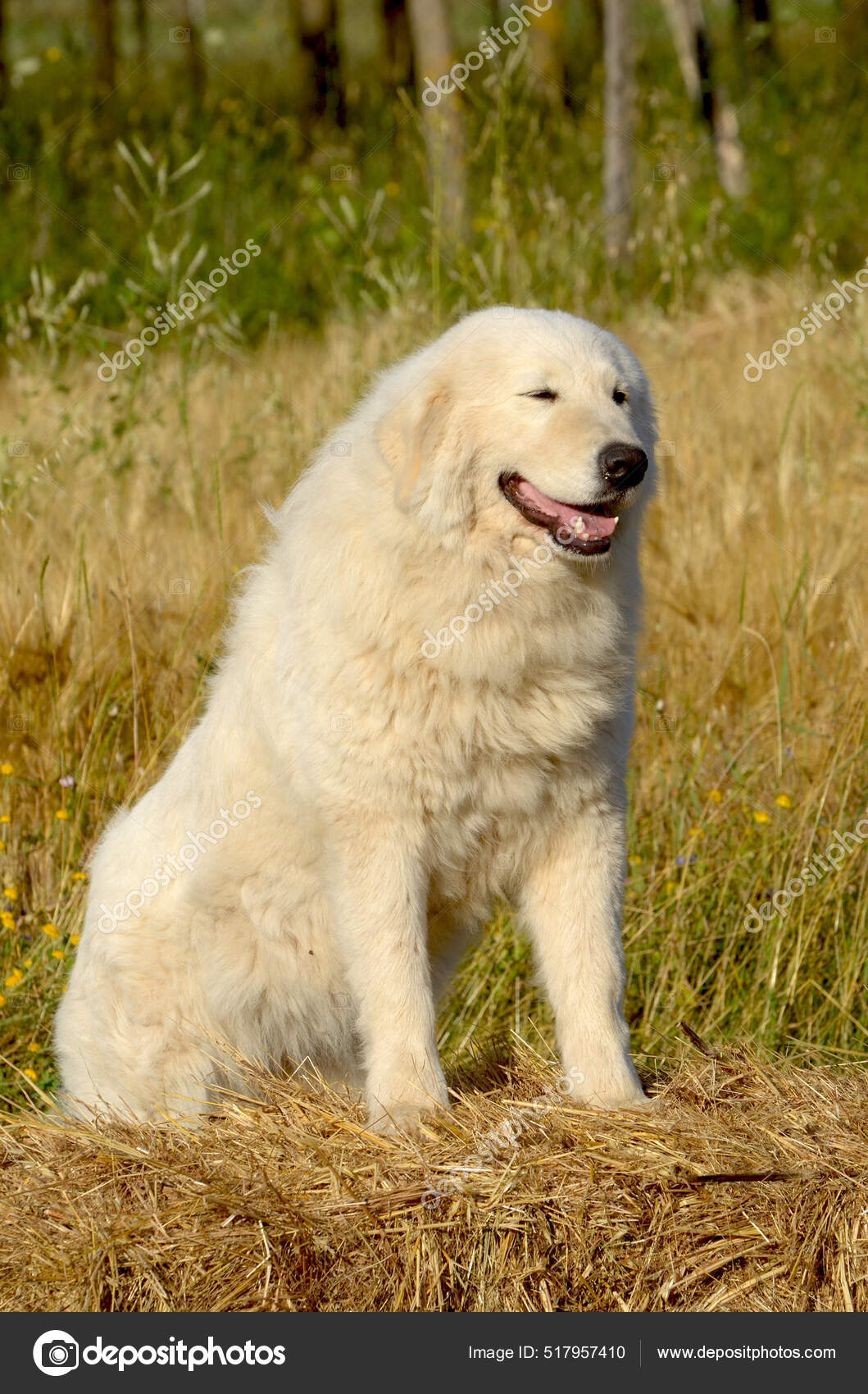 Uma Foto Vertical Maremma Sheepdog Shepherd Dog Maremmano