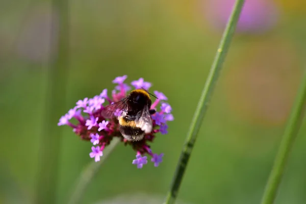 Makro Einer Wildbiene Auf Verbena Bonariensis Blume Einem Garten — Stockfoto