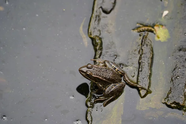 흙탕물 연못에 개구리 — 스톡 사진