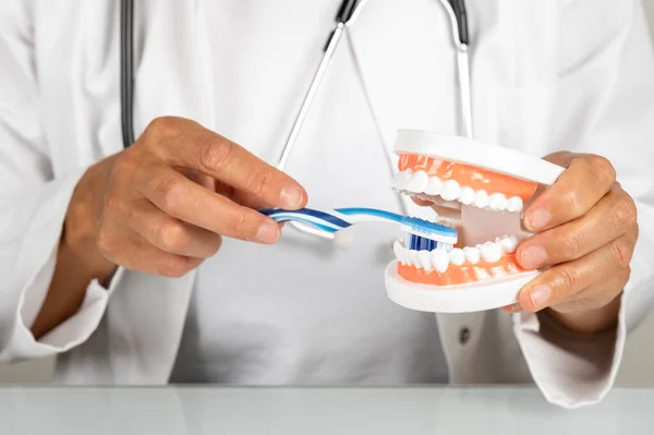 Primer Plano Dentista Sosteniendo Cepillo Dientes Dentro Una Prótesis Dental —  Fotos de Stock