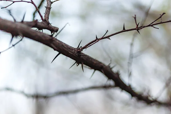 Tiro Close Ramo Uma Árvore Fundo Embaçado — Fotografia de Stock