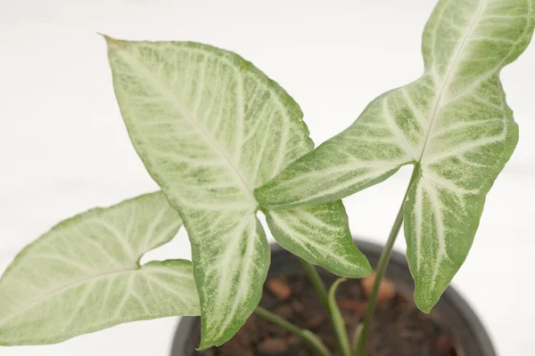 Selective Shot Syngonium Leaves Pot Isolated White Background — Stock Photo, Image