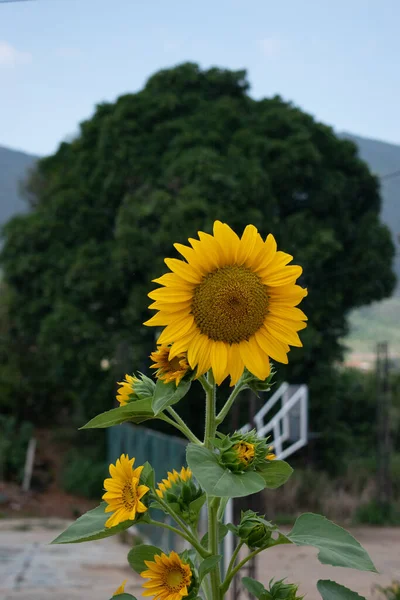 Eine Vertikale Aufnahme Von Sonnenblumen Tag — Stockfoto