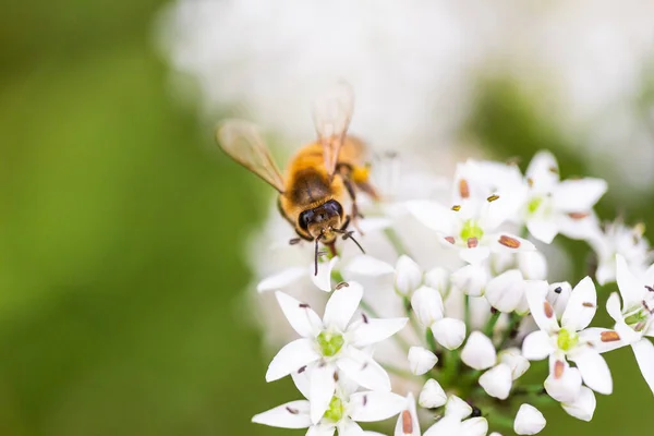 Селективный Фокус Снимка Нектара Собирающего Пчелу — стоковое фото