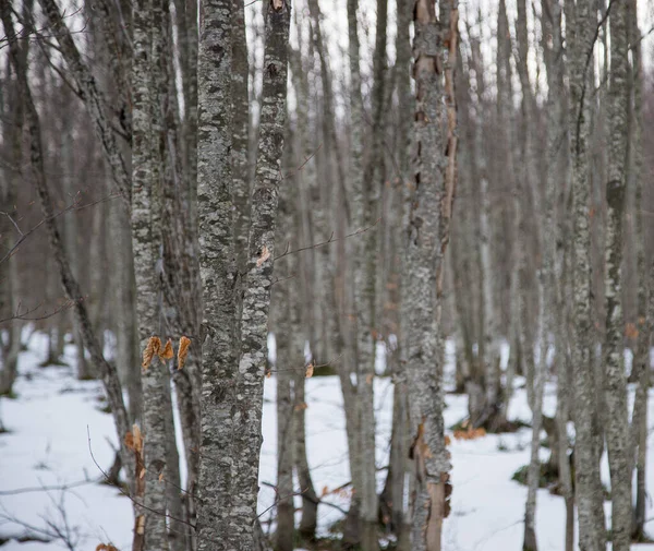 겨울에 나무들로 아름다운 — 스톡 사진