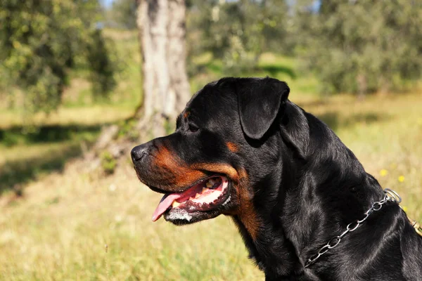 Retrato Perro Rottweiler Raza Pura Negro —  Fotos de Stock