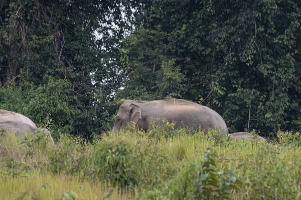 Частично Покрыта Высокой Травой Обращенной Влево Индийский Слон Elephas Maximus — стоковое фото