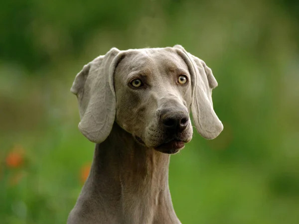 A Weimaraner dog, a hunting dog breed