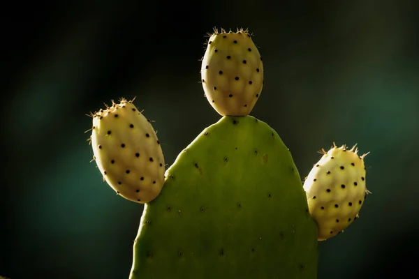 Egy Közeli Felvétel Zöld Kaktuszok Homályos Háttér — Stock Fotó