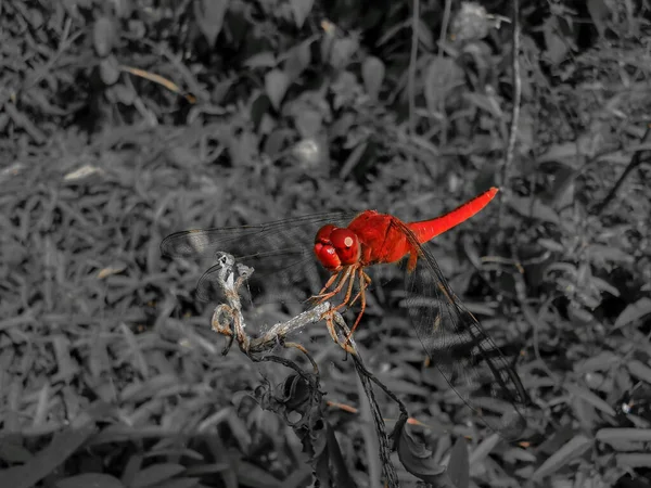 Gri Tonlu Doğal Bir Arka Planda Kırmızı Bir Yusufçuk — Stok fotoğraf