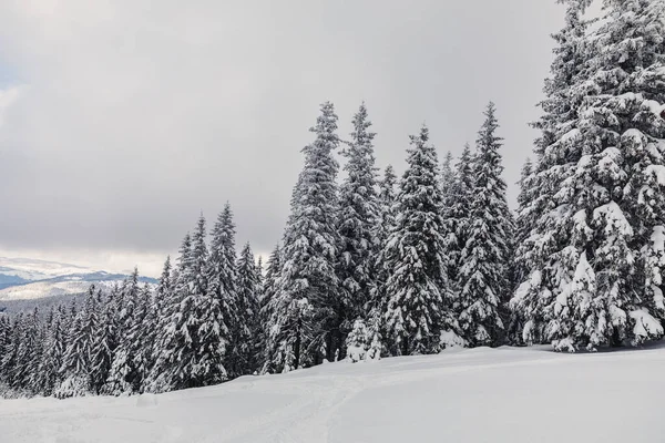 Ein Schneebedeckter Kiefernwald Frostigen Winter — Stockfoto