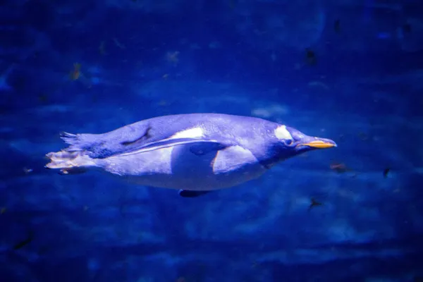 Tučňák Plavající Pod Vodou Zoo — Stock fotografie