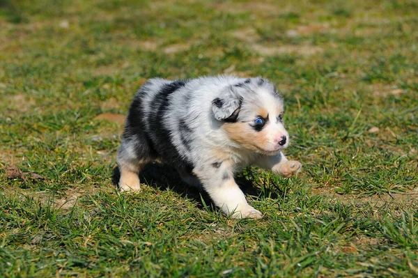 Ein Reinrassiger Australischer Schäferhund Auf Der Weide — Stockfoto