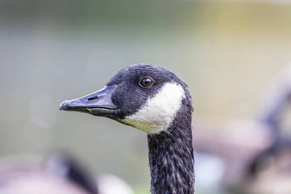 Detailní Záběr Divoké Kachny Jezera — Stock fotografie