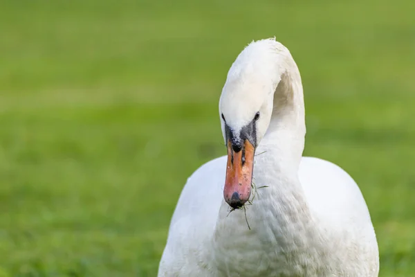 Closeup Shot White Swan — Stock Photo, Image