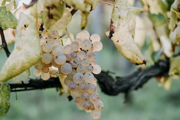 Uma Vista Panorâmica Uvas Frescas Uma Vinha Fundo Embaçado — Fotografia de Stock