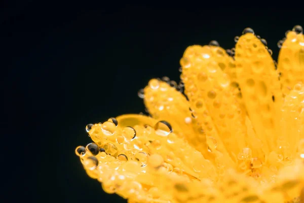 Una Macro Toma Una Flor Amarilla Sobre Fondo Negro —  Fotos de Stock