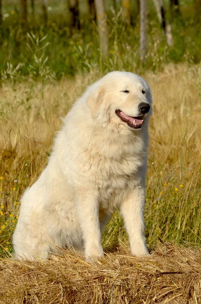 Maremma Çoban Köpeği Çoban Köpeği Maremmano Abruzese Nin Dikey Çekimi — Stok fotoğraf