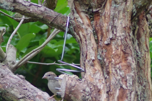 Aves Mirlos Piojos Estación Alimentación Árbol Comida — Foto de Stock