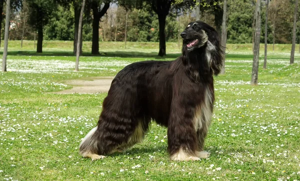 Een Verticaal Close Van Afghaanse Hond Buiten — Stockfoto