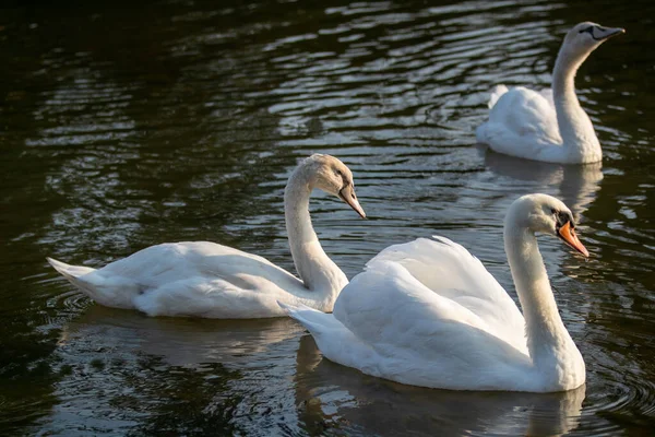Primer Plano Cisnes Blancos Lago Durante Día — Foto de Stock