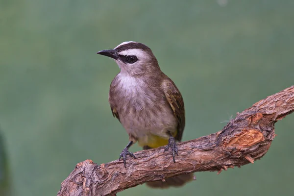 Güzel Bülbül Kuşları Koleksiyonu — Stok fotoğraf