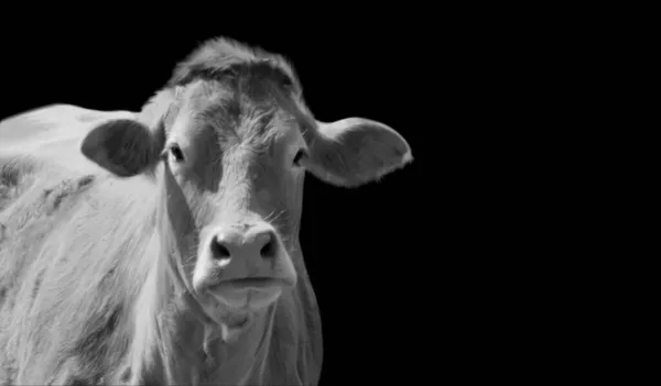 Une Échelle Gris Une Vache Sur Fond Noir — Photo