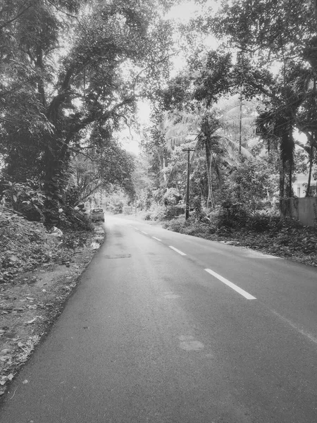 Graustufenaufnahme Einer Leeren Straße Durch Den Wald — Stockfoto