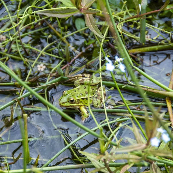 Nahaufnahme Eines Grünen Frosches Einem Sumpf — Stockfoto