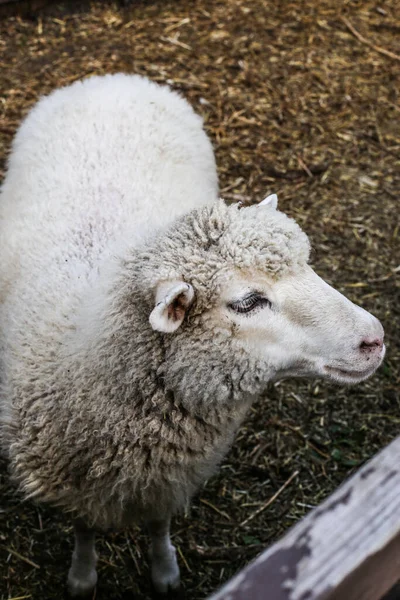 Nad Głową Ujęcie Białej Owcy — Zdjęcie stockowe