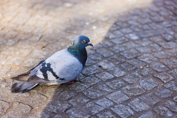 Vacker Duva Trottoaren Solstrålar — Stockfoto