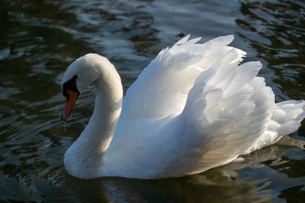 Primo Piano Cigno Bianco Lago Durante Giorno — Foto Stock