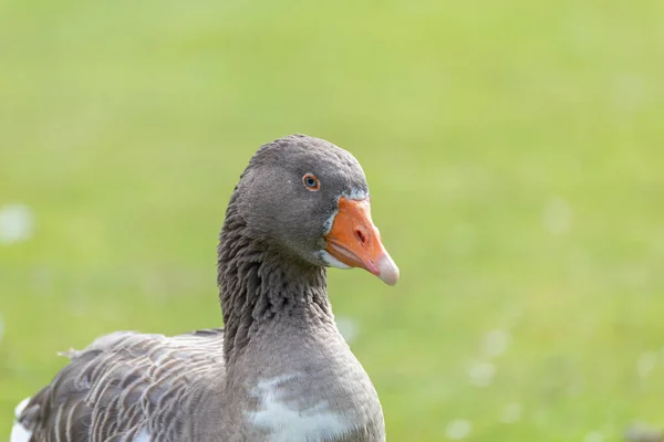 Tiro Perto Pato Selvagem Junto Lago — Fotografia de Stock