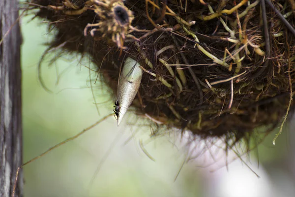 澳大利亚昆士兰州兰花上的蚂蚁 — 图库照片