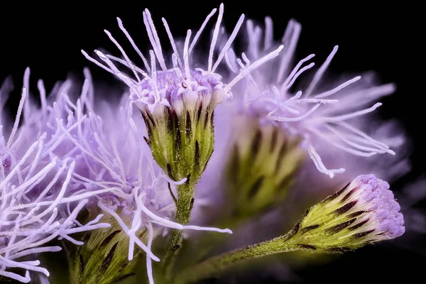 Close Conoclinium Coelestinum Sobre Fundo Preto — Fotografia de Stock