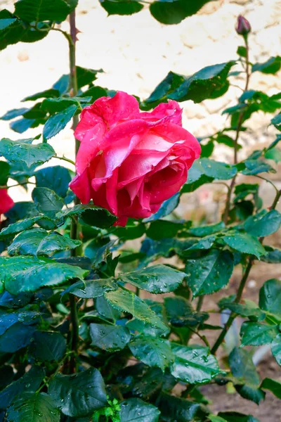 一只美丽的红玫瑰立在绿叶上的垂直特写镜头 — 图库照片