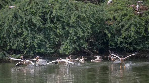 Bando Belos Grandes Pássaros Pelicanos Lago Natureza Prontos Para Voar — Fotografia de Stock