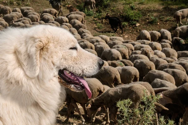 Gün Boyunca Maremma Çoban Köpeğinin Güzel Bir Görüntüsü — Stok fotoğraf