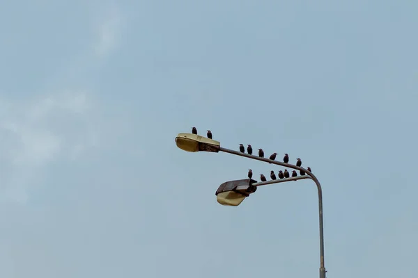 Nízký Úhel Záběru Ptáků Pouliční Lampy — Stock fotografie
