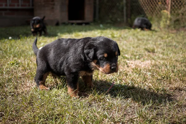 Leuke Kleine Rottweiler Puppies Een Park — Stockfoto